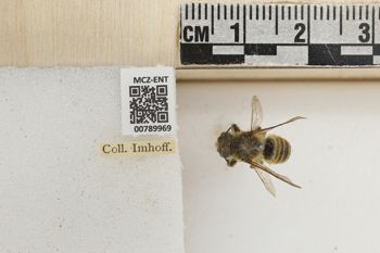 Media type: image;   Entomology 789969 Aspect: Labels
